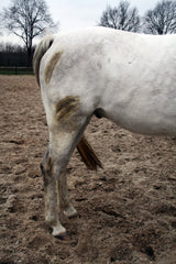 Excellent Horse Fellpflege- und Reinigungs-Spray, 500 ml