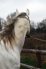 Excellent Horse Fellpflege- und Reinigungs-Spray, 500 ml