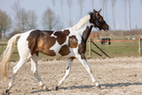 Excellent Horse Glitzerspray, Hi Gloss, orange, 250 ml