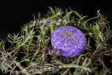 Excellent Horse Shampoo Bar, Lavendel, 60 g