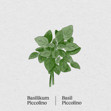 Basilikum Piccolino