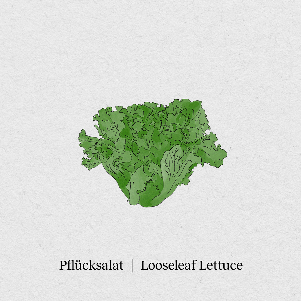 Pflücksalat