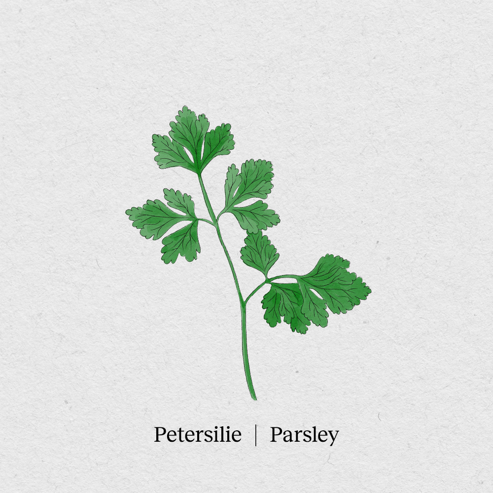 Petersilie
