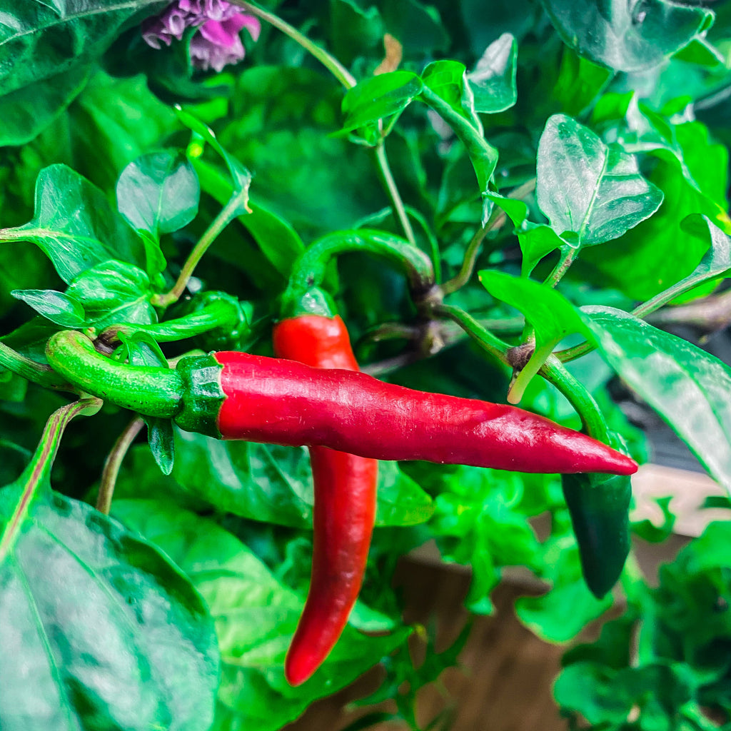 Chili Dirty Devil