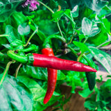 Chili Dirty Devil