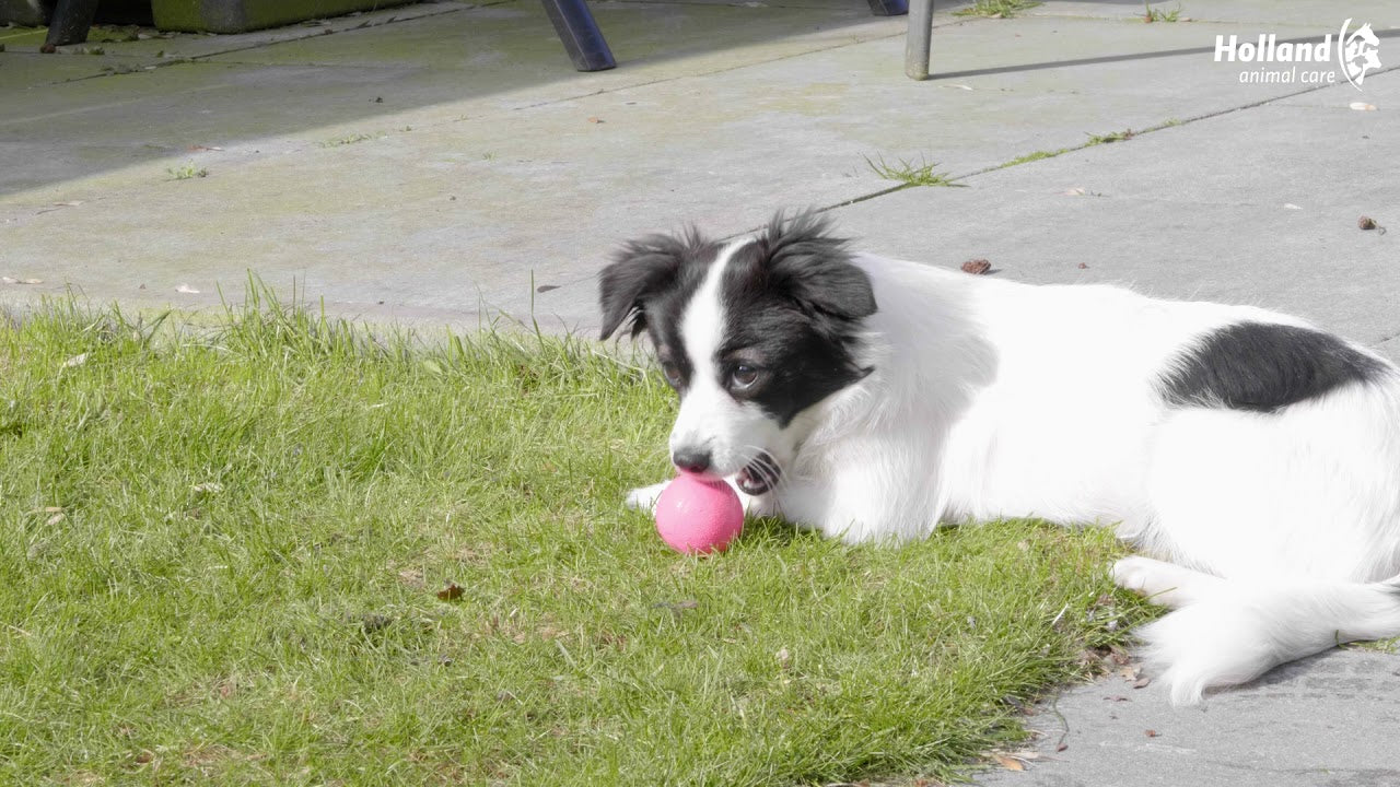 Dog Comets Hundeball, Naturkautschuk, schwimmfähig, Ø 5 cm, S, rosa