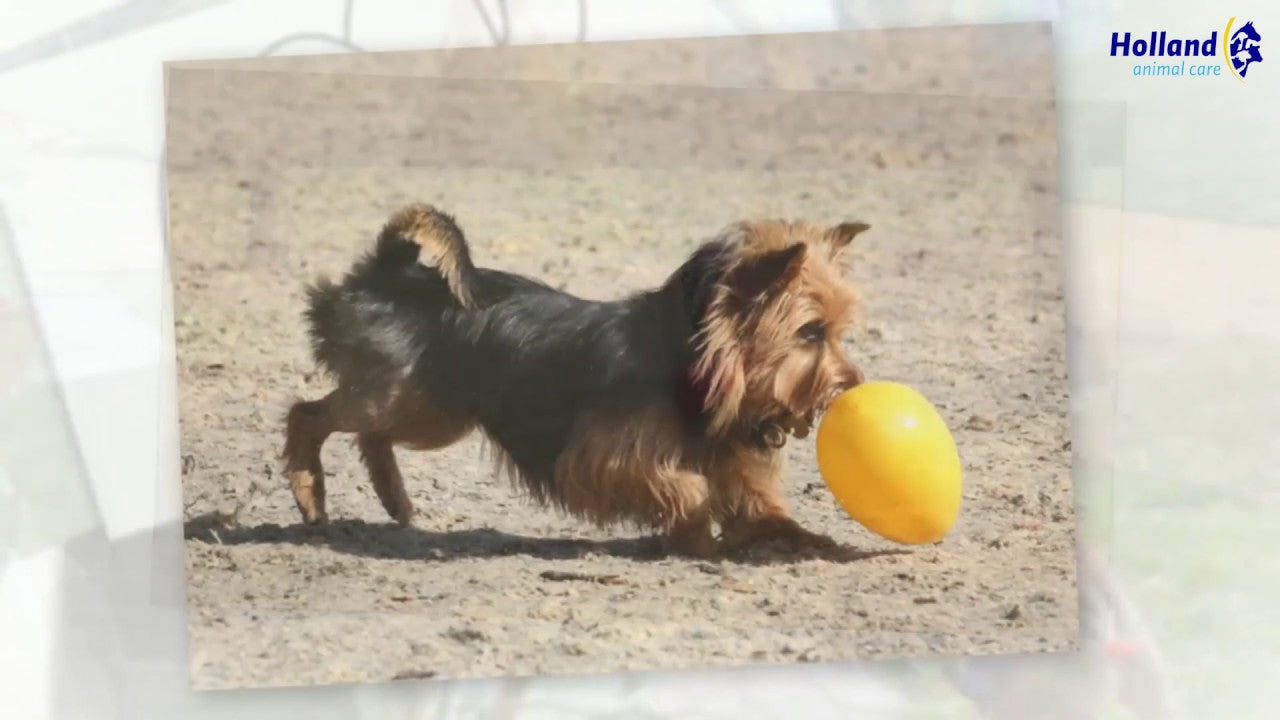Jolly Pets Hundespielzeug, Ei, violett, 30 cm
