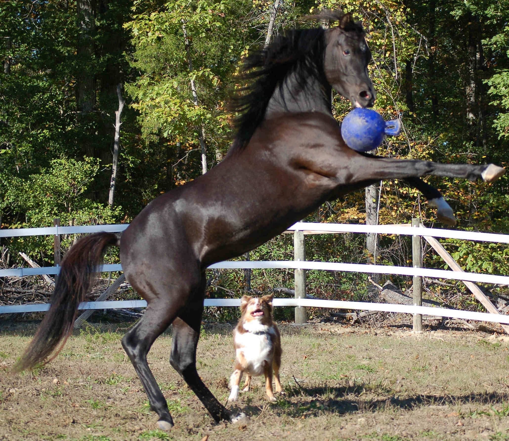 Jolly Pets Spielball für Pferde, Ø 25 cm, dunkelblau, selbstaufblasend, bissfest