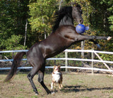 Jolly Pets Spielball für Pferde, Ø 25 cm, dunkelblau, selbstaufblasend, bissfest