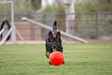 Jolly Pets Hundeball, Jollyflex, schwimmfähig, Vanilleduft, orange, Ø 15 cm