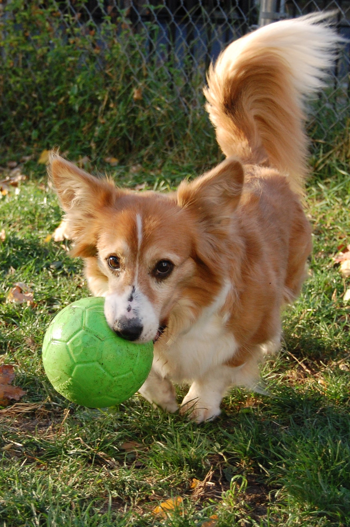 Jolly Pets Hundeball, Grün, Jollyflex, schwimmfähig, Duft Apfel, Ø 15 cm