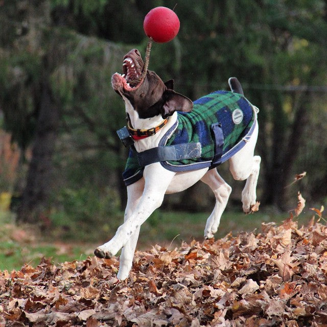 Jolly Pets Hundespielzeug Romp-n-Roll, Blau, Größe S, Ø 11 cm
