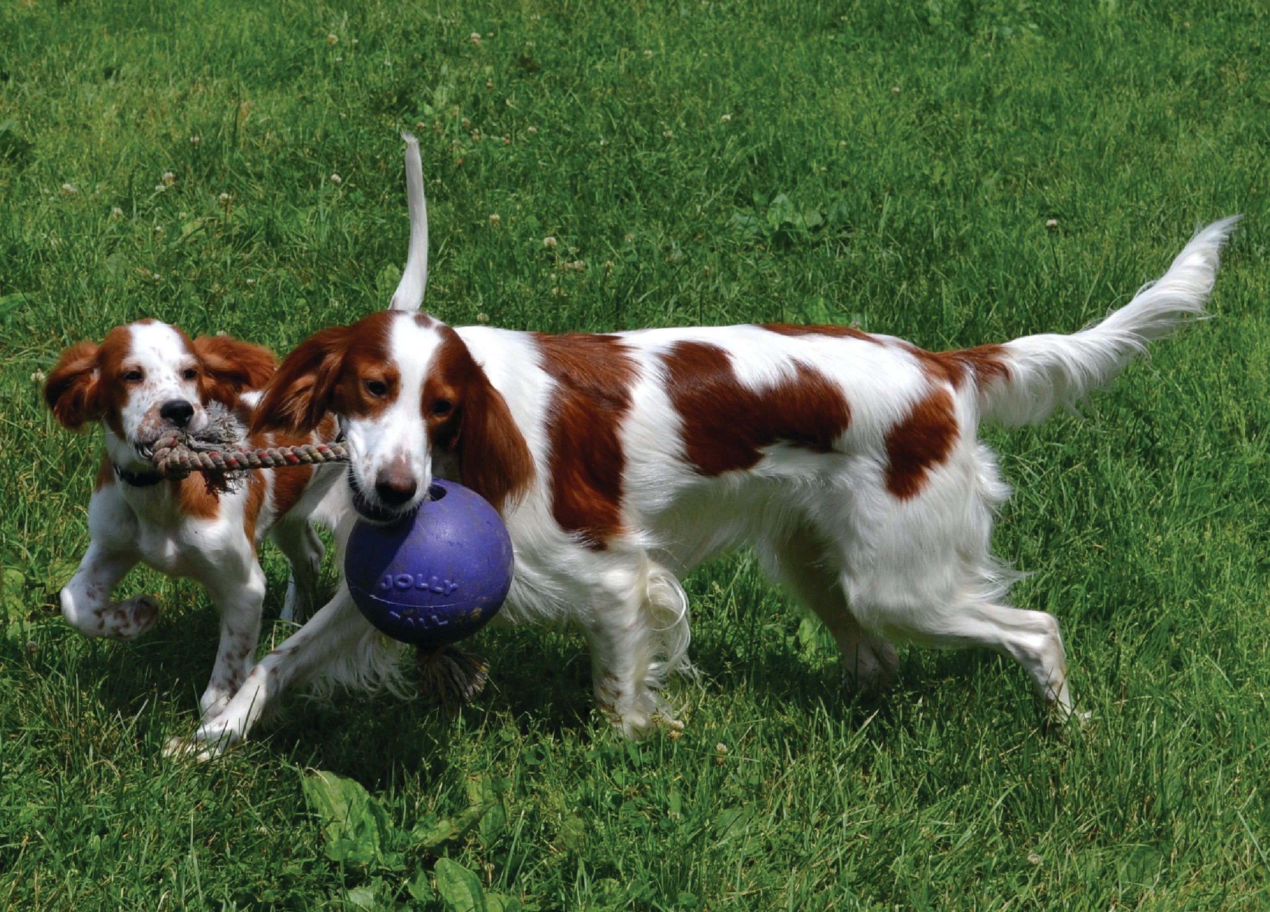 Jolly Pets Hundespielzeug Romp-n-Roll, Blau, Größe S, Ø 11 cm