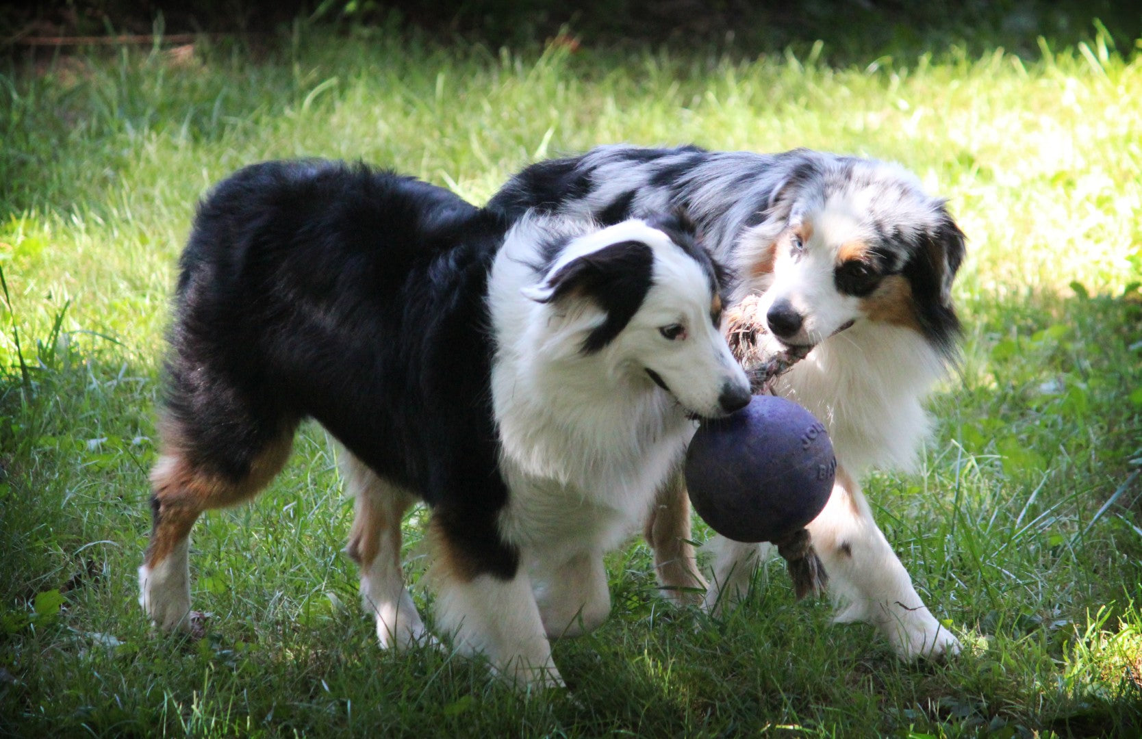 Jolly Pets Hundespielzeug Romp-n-Roll, Blau, Größe S, Ø 11 cm