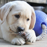Jolly Pets Hundespielzeug Romp-n-Roll, Blau, Größe S, Ø 11 cm