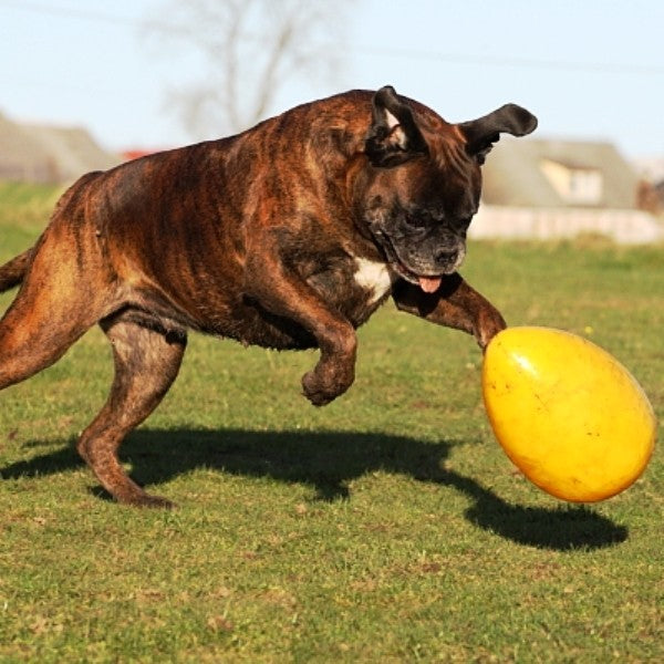 Jolly Pets Hundespielzeug Ei, Gelb, Ø 20 cm