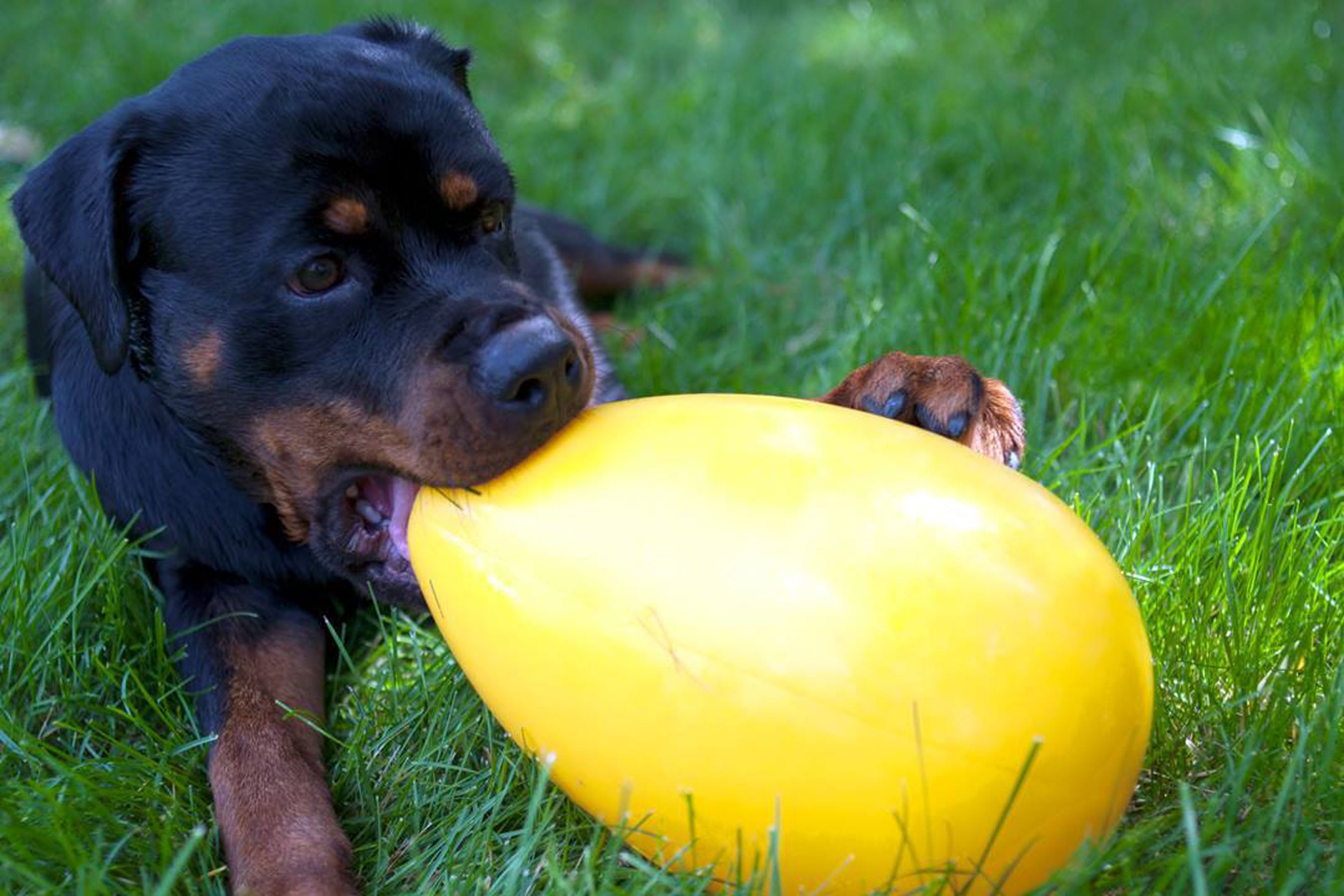 Jolly Pets Hundespielzeug Ei, Gelb, Ø 20 cm
