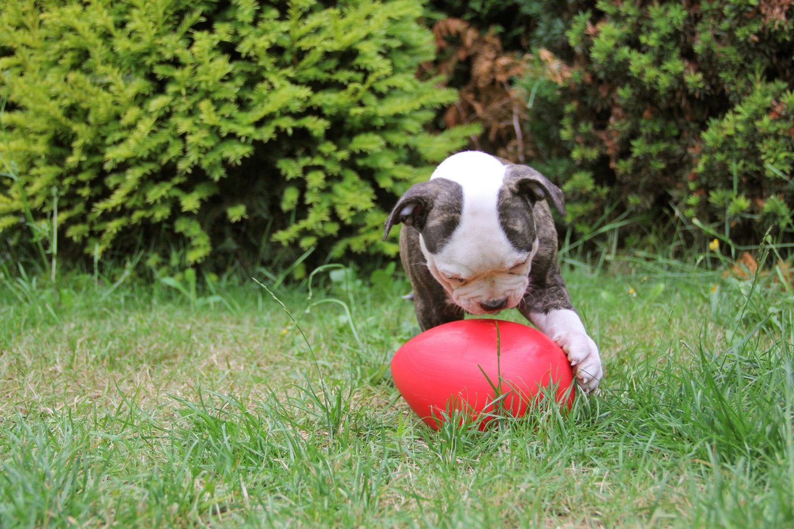 Jolly Pets Hundespielzeug Ei, rot, 30 cm