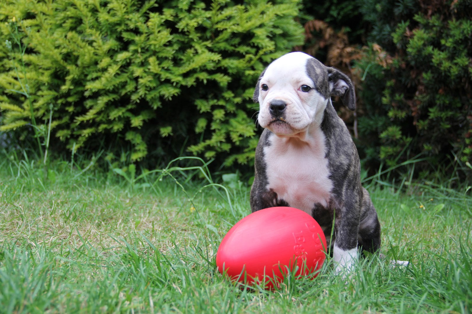 Jolly Pets Hundespielzeug Ei, rot, 30 cm