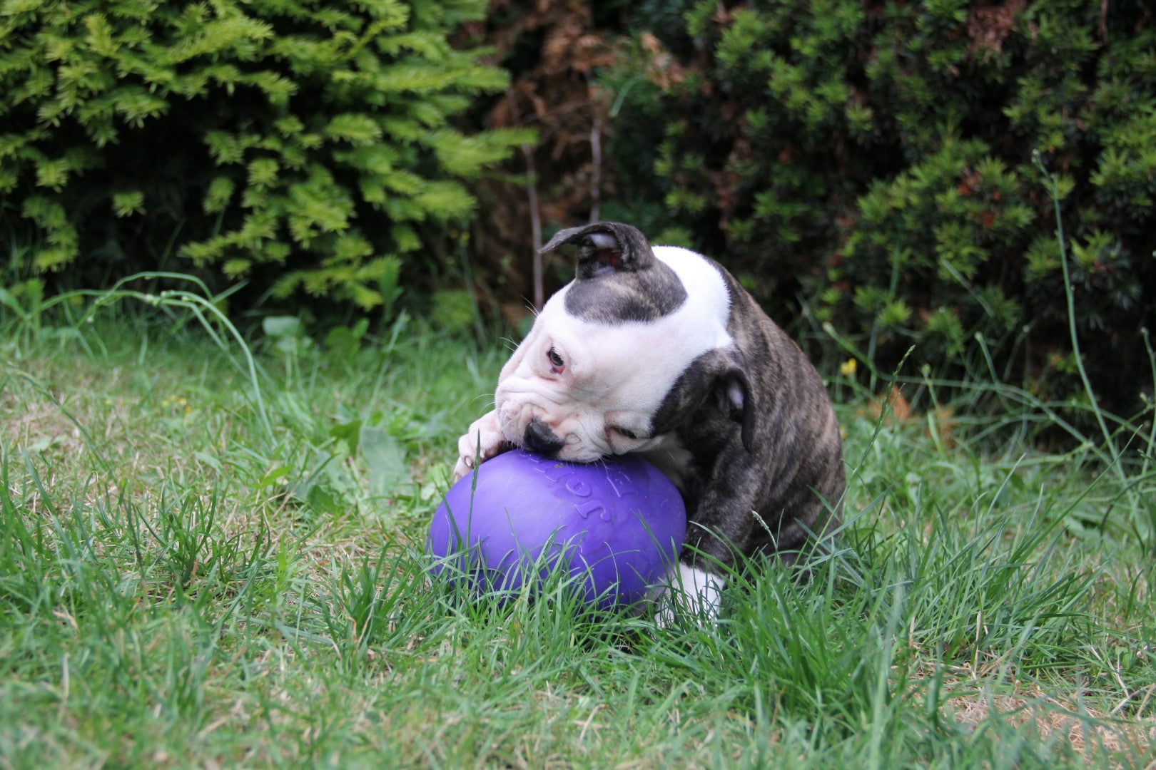 Jolly Egg Hundespielzeug, violett, S, 20 cm