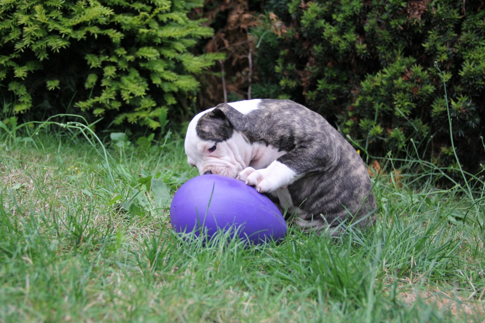 Jolly Egg Hundespielzeug, violett, S, 20 cm