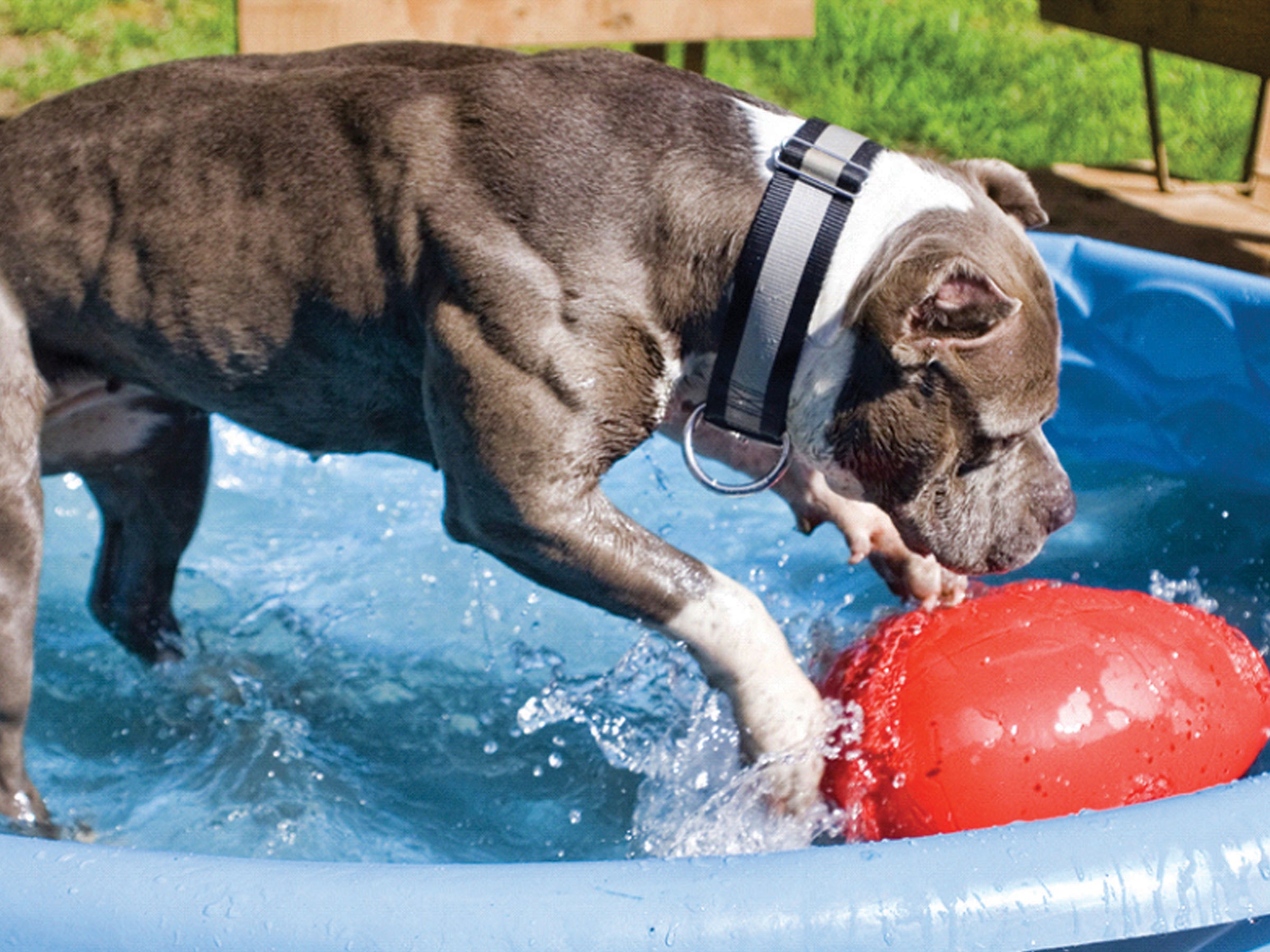 Jolly Pets Hundespielzeug, Ei, violett, 30 cm