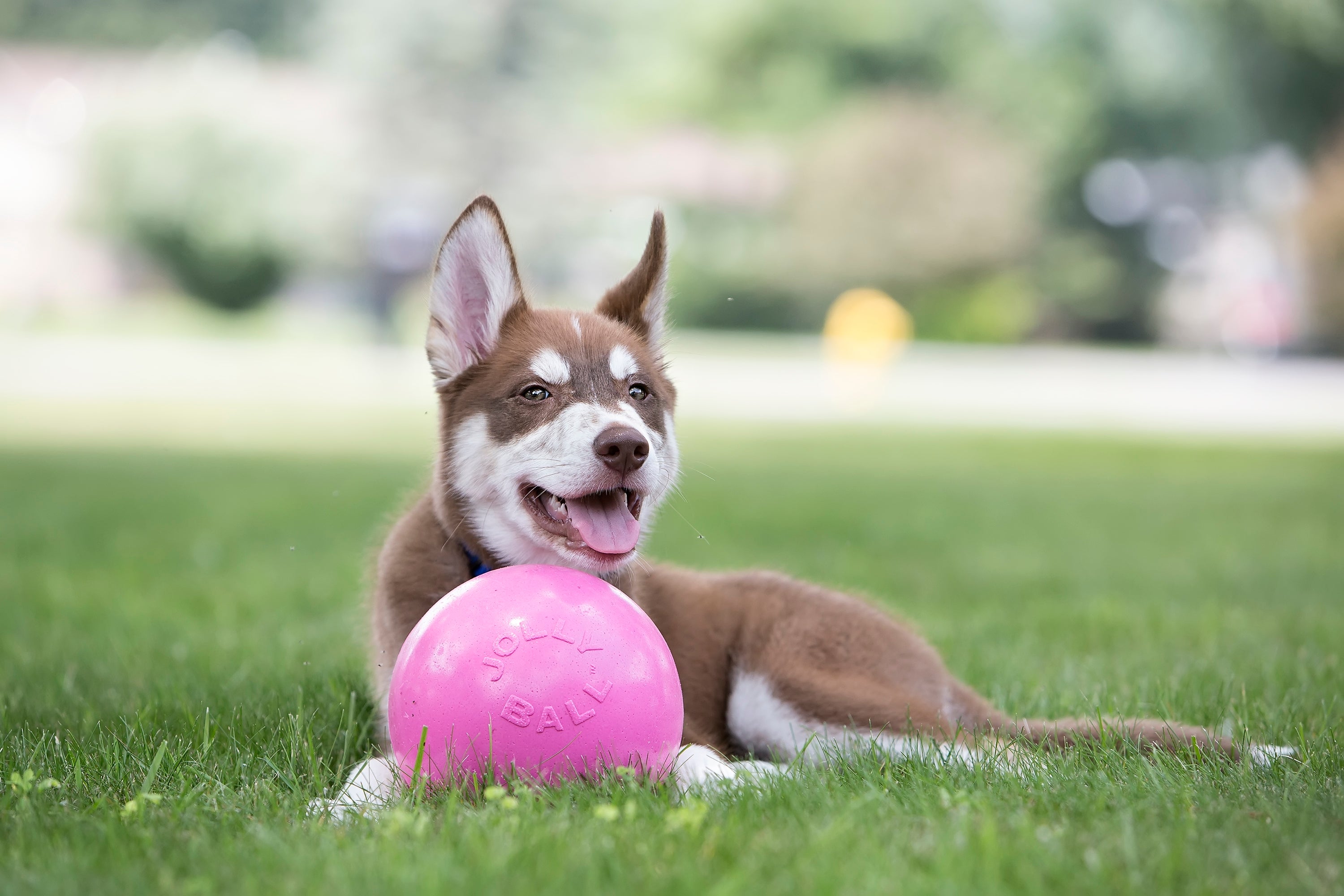 Jolly Hundeball Bounce-n Play, schwimmfähig, Ø 11 cm