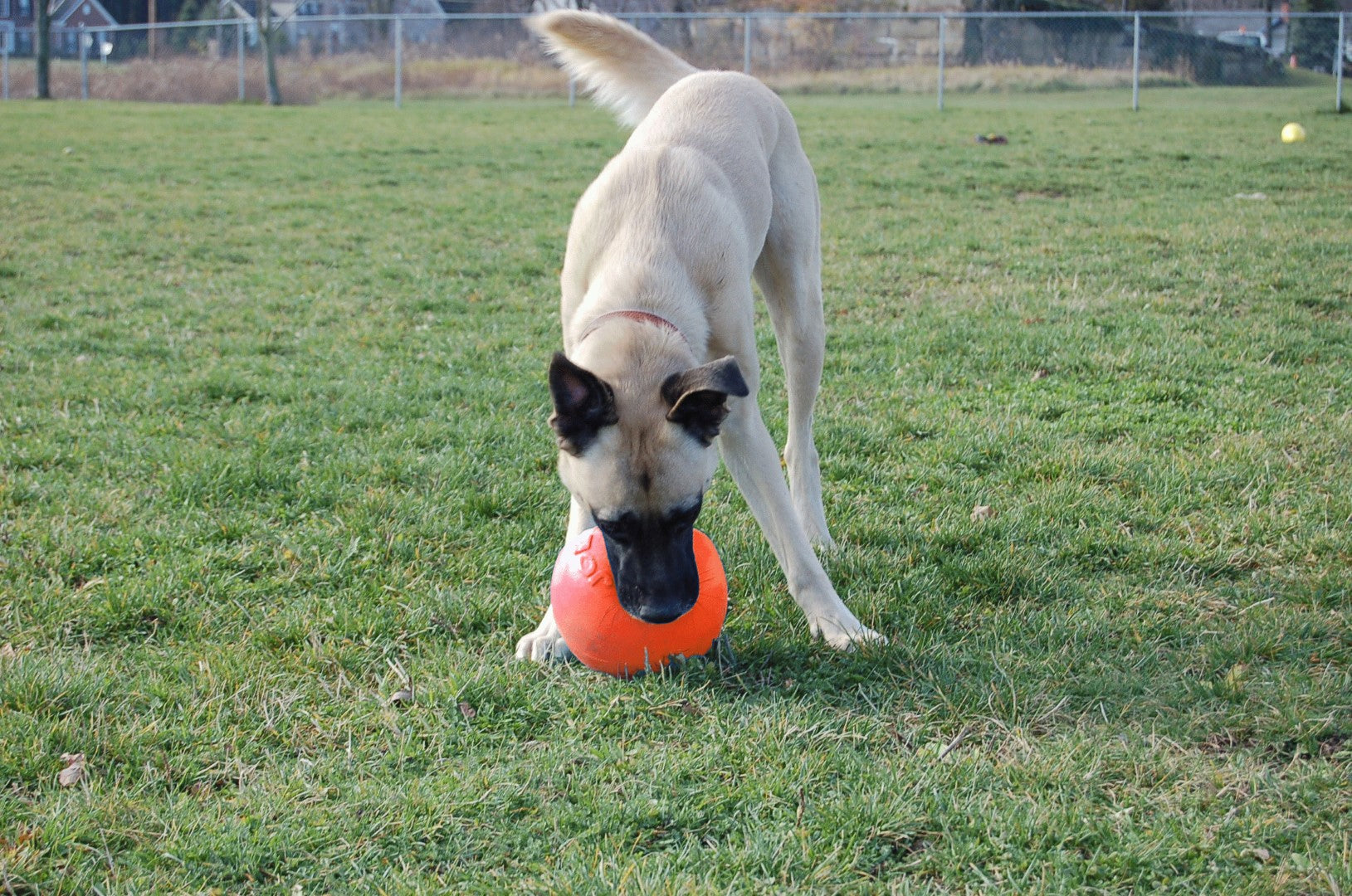 Jolly Pets Hundespielzeug Ball, Vanilleduft, schwimmfähig, Ø 15 cm