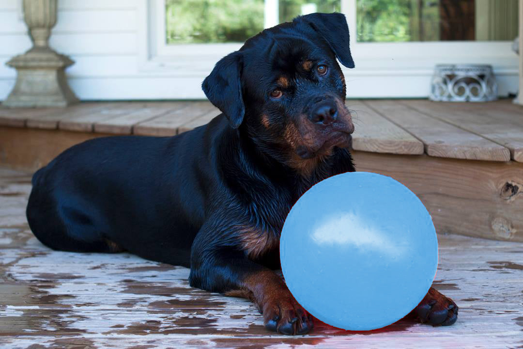 Jolly Pets Hundeball, robust, schwimmfähig, Heidelbeere, Ø 20 cm