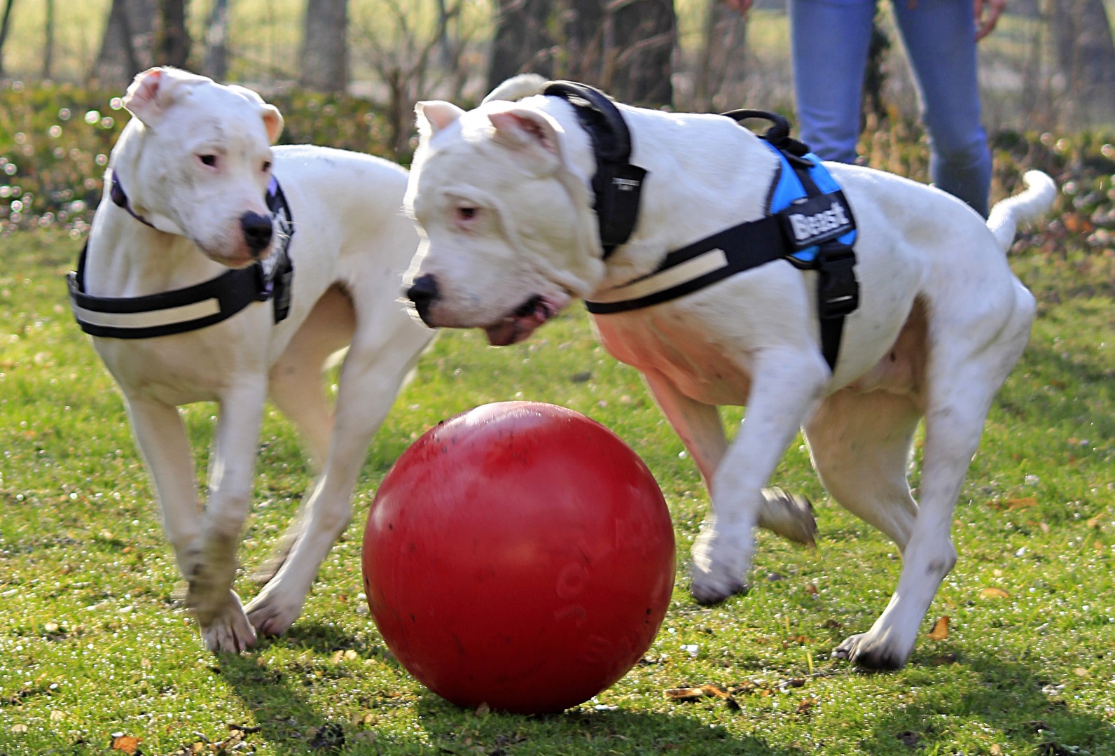 Jolly Pets Hundespielzeug Push-n-Play, Polyethylen, rot, Ø 35 cm