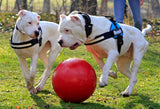Jolly Pets Hundespielzeug Push-n-Play, Polyethylen, rot, Ø 35 cm