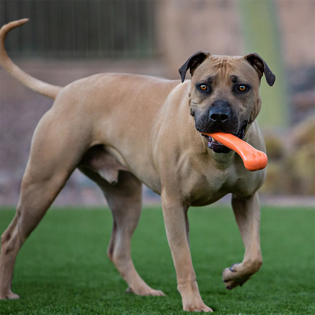 Jolly Pets Hundespielzeug, Kauknochen, L, 22 cm, Kautschuk, Vanilleduft