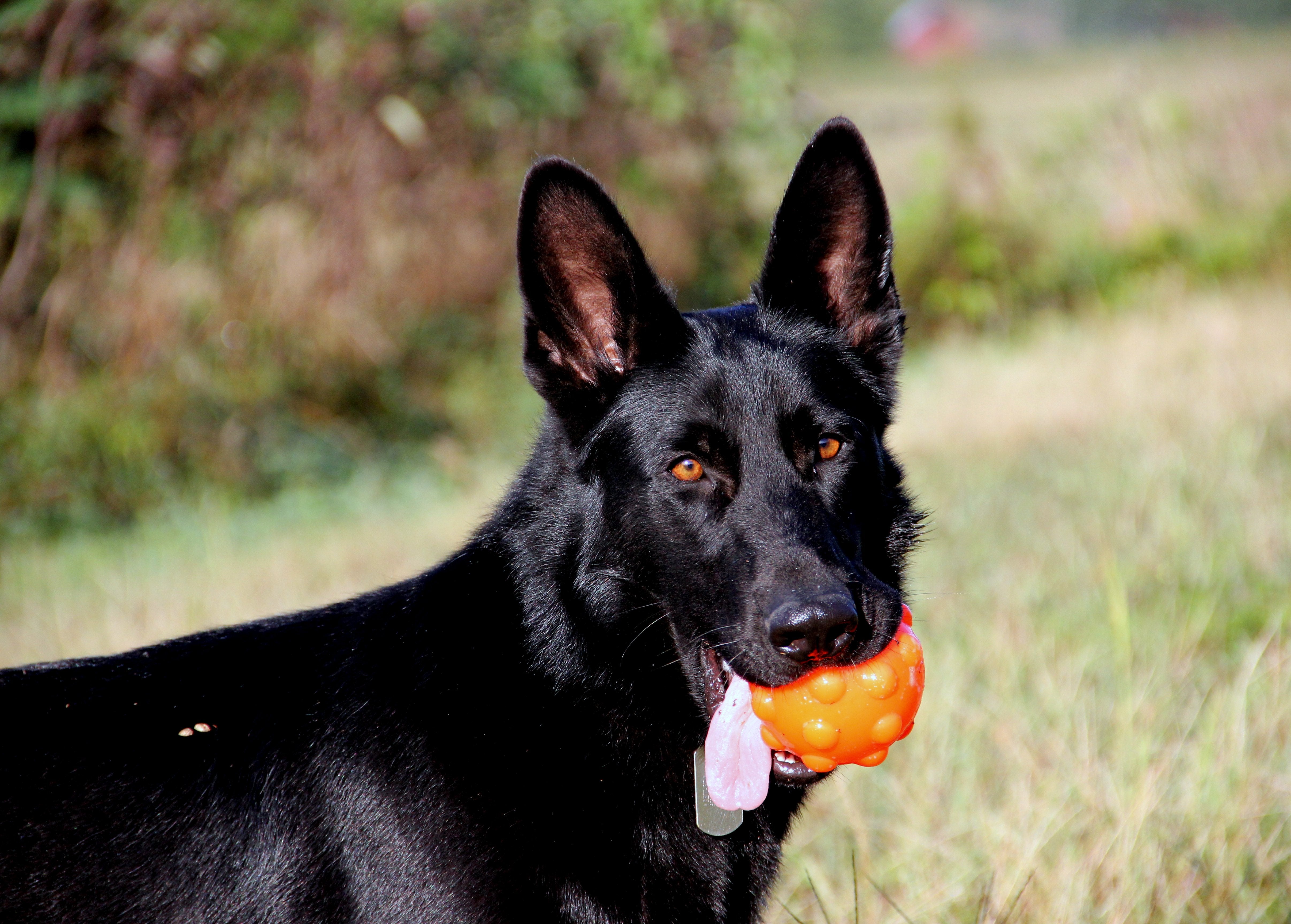 Jolly Pets Gummiball, Orange, S, Ø 7,6 cm