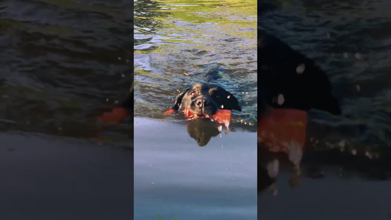 Dog Comets Apportierspielzeug Bobber, TPR-Schaumstoff, grün, 23 cm, Ø 6,2 cm