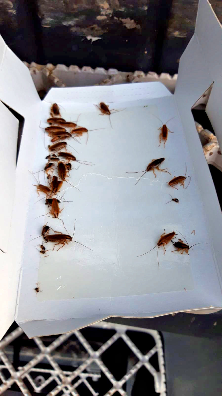 Knock Pest Insektenfalle, groß, Lockstoff, giftfrei, 20,5 x 10 x 2,5 cm, 3 Stk