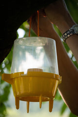Knock Pest Wespenfalle, inkl. 250 ml Lockstoff, Ø 16,5 cm x 22,5 cm