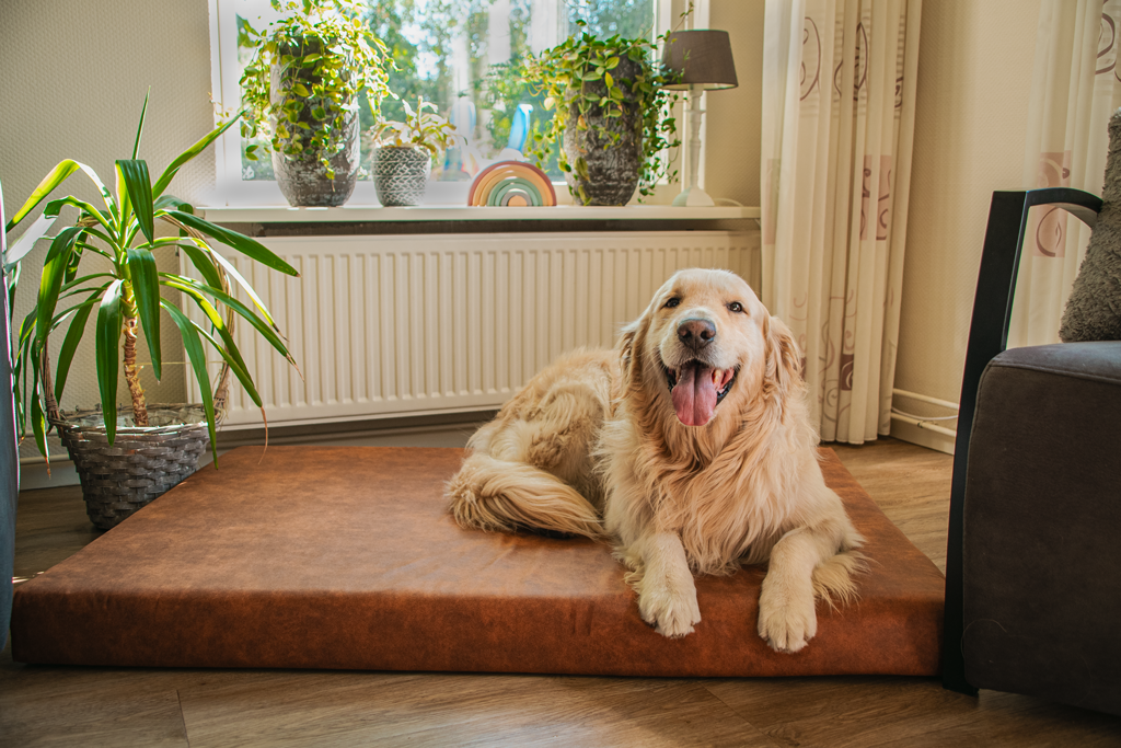 Let's Sleep Hundebett, orthopädisch, XL, 125 x 90 x 10 cm, Taupe