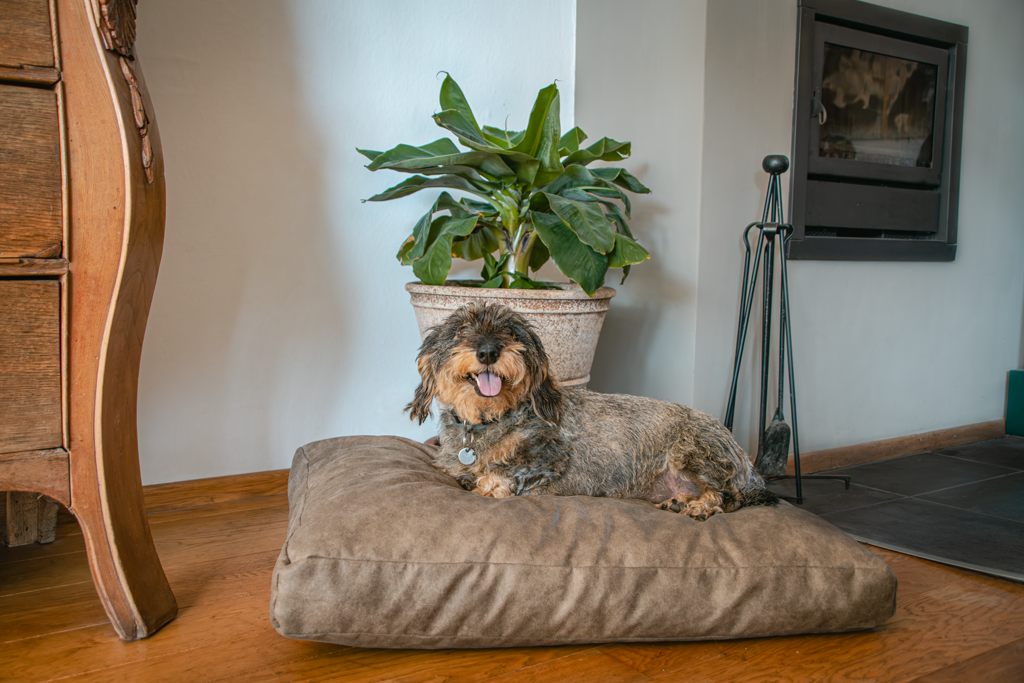 Let's Sleep Hundebett, Plush Pillow, M, 80 x 55 x 10 cm, Cognac