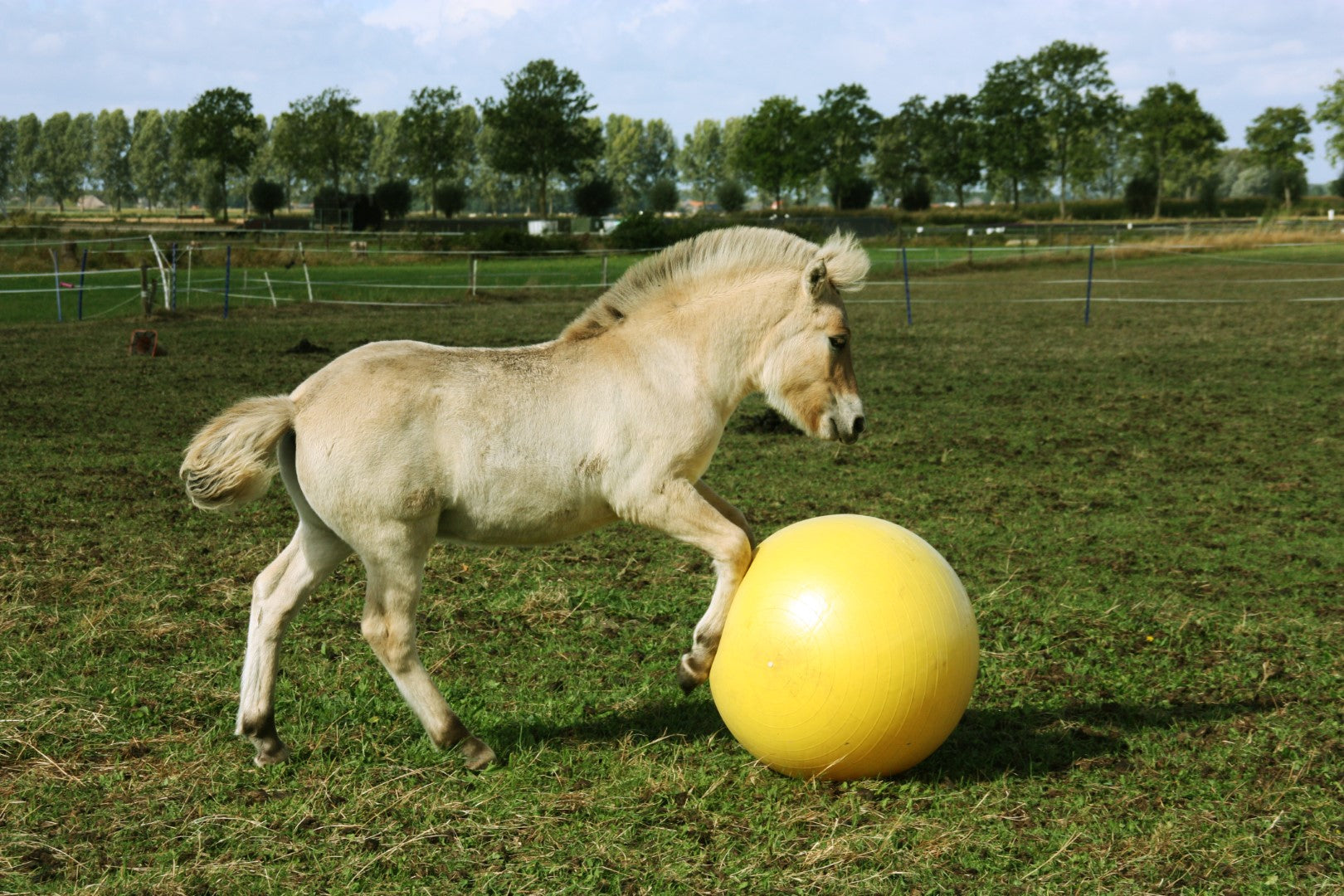 Maximus Spielball für Pferde, Kunststoff, gelb, Ø 65 cm