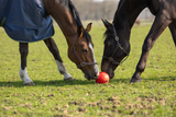 Excellent Horse Spielball, Ø 19 cm, rosa