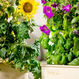 GreenBox Plus