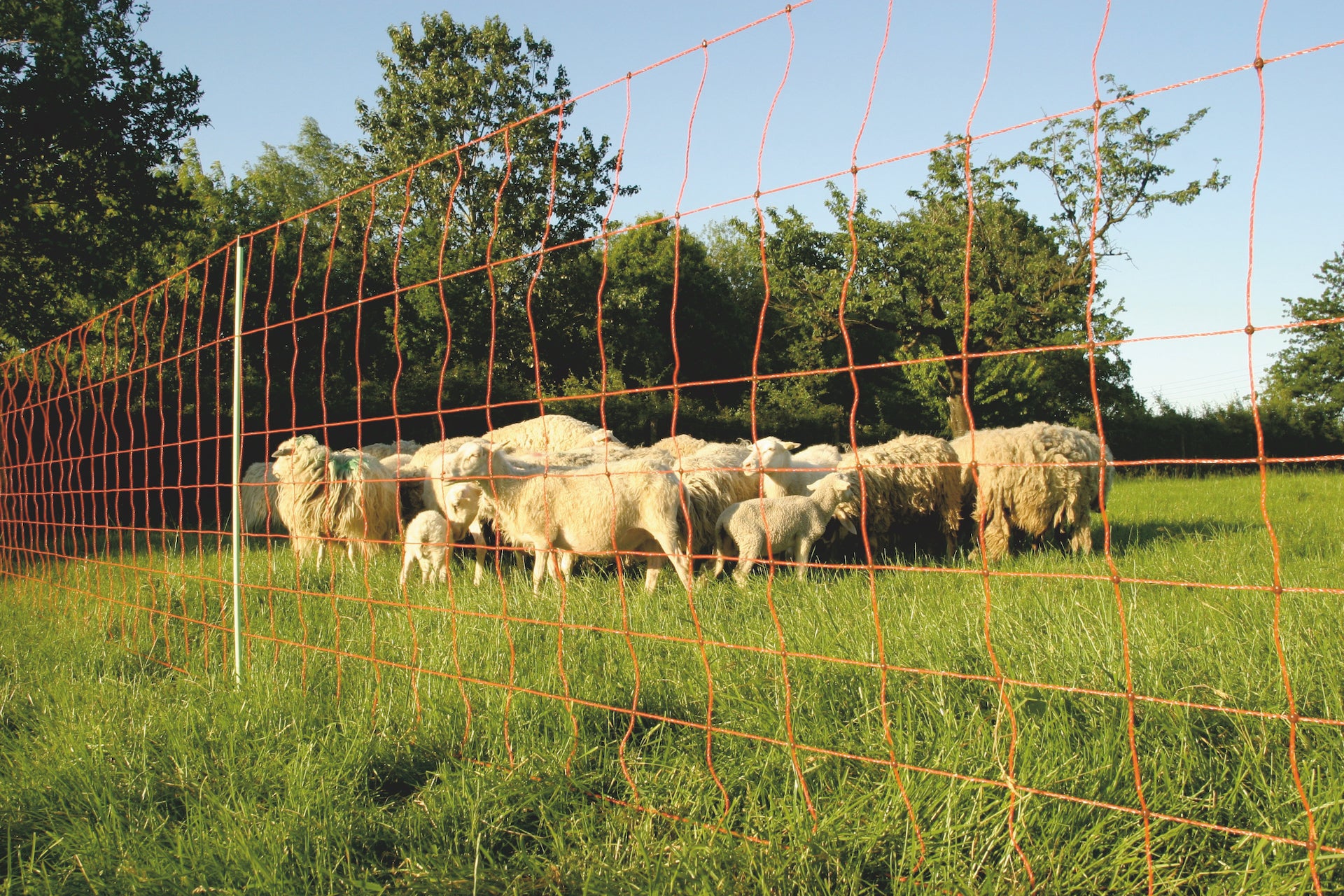 Trennnetz für kleine Tiere, 20 m, Höhe 80 cm, Maschenweite 2,5–3 cm, 12 Pfosten, UV-beständiges Polyethylen