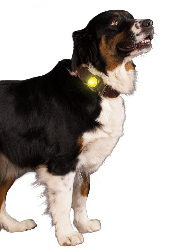 Sicherheitslicht für Hunde, gelb