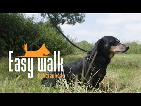 Easy Walk Schultermodell-Geschirr mit Leine, Mini, schwarz, 300 cm