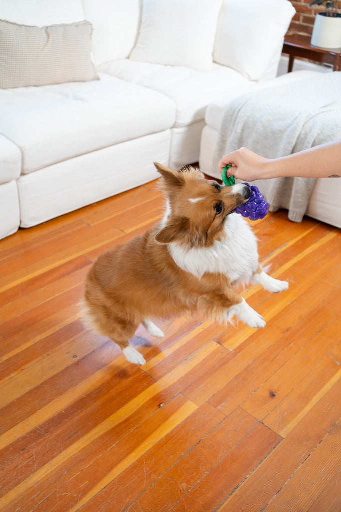 Outward Hound Hundespielzeug Dental Grapes, Zahnpflege, TPE, mit Seil