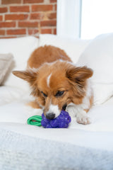 Outward Hound Hundespielzeug Dental Grapes, Zahnpflege, TPE, mit Seil