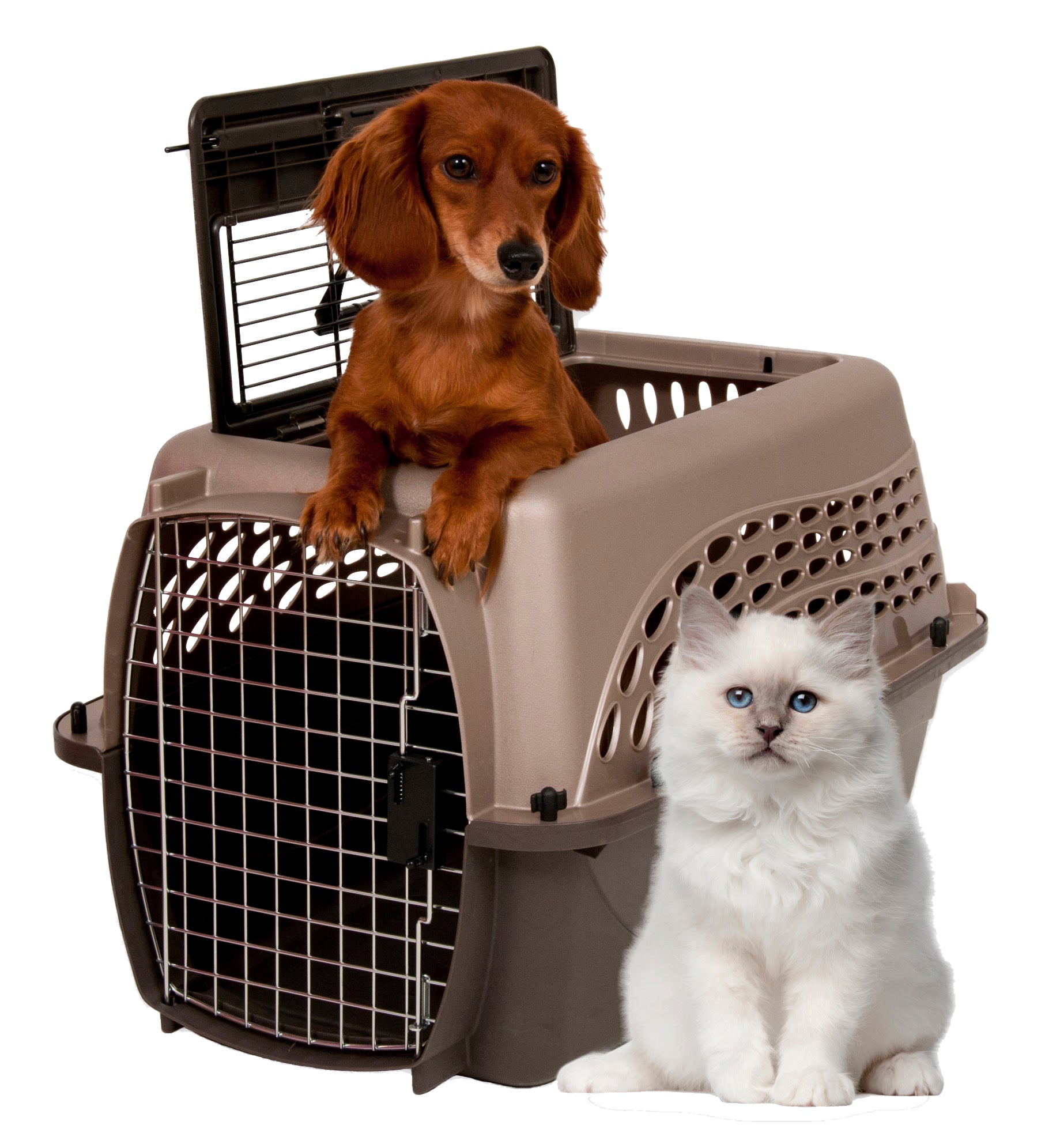 Petmate Transportbox 2 Door Kennel, braun, S, 61,2 x 42,4 x 36,8 cm