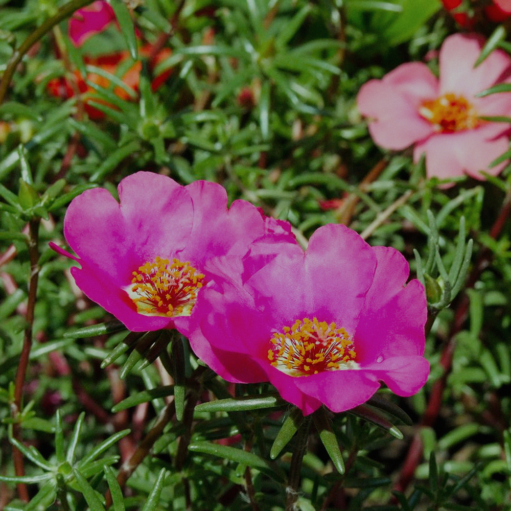 Portulakröschen