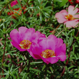 Portulakröschen