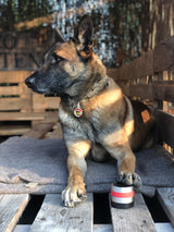 RelaxoPet PRO Entspannungsgerät Hund, kabellos, wiederaufladbar
